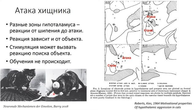 2. Гипоталамус [Физиологические механизмы агрессии и страха] смотреть онлайн