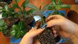 Адениумы: перевалка подросших сеянцев. Грунт для адениума.