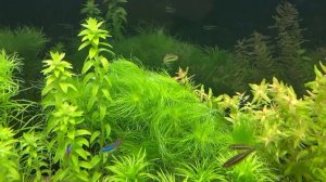 Почему нельзя сифонить грунт в аквариуме, наглядно. Воздушные корни у растений.