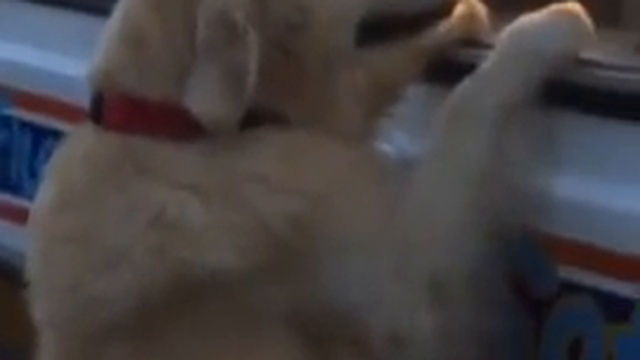 Зак покупает мороженое смотреть онлайн