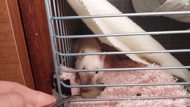 Скормить таблетку крысе! КАК? Все наши крысы :)