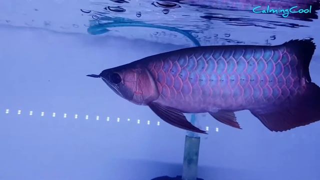Amazing Blue Arowana Fish - One and Only Rare Arowana Fish in the World - Rare Blue Arowana Fish смотреть онлайн