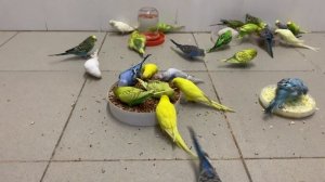 Чем кормить волнистого попугая? How to feed a wavy parrot?