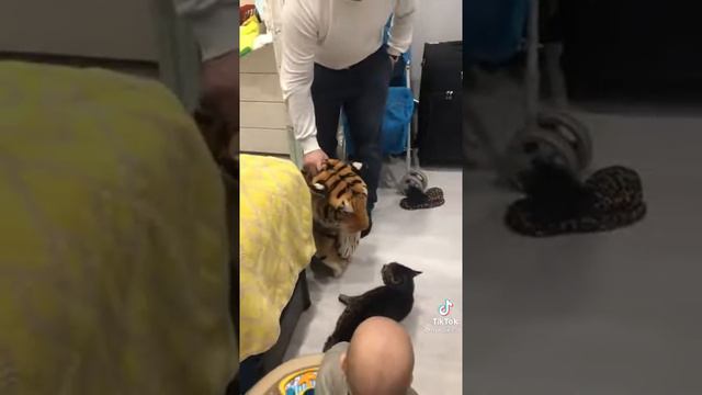 тигр против кота смотреть онлайн