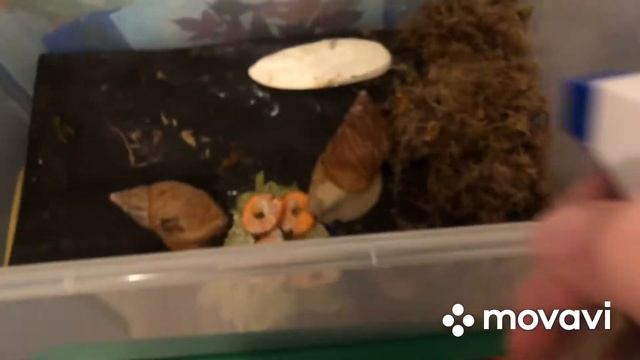 Еда моих улиток. смотреть онлайн