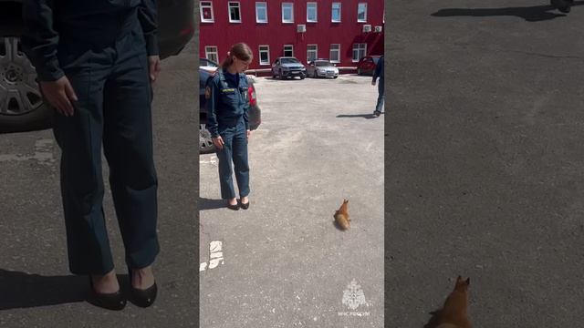 ❤ Сотрудники МЧС России спасли бельчонка! смотреть онлайн