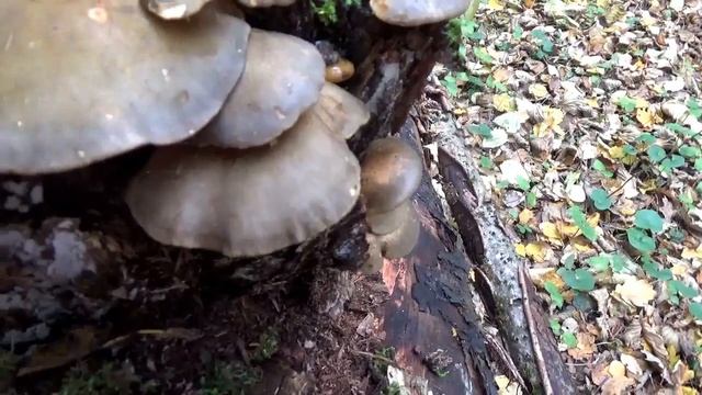 Грибы Вешенки в лесу. Популярные съедобные грибы. Как распознать. смотреть онлайн