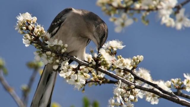ДИКАЯ ЯБЛОНЯ смотреть онлайн