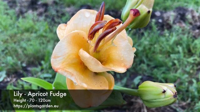 Lily - Apricot Fudge 4K смотреть онлайн