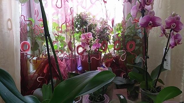 Вопрос к аудитории- Как убить хомяка ? смотреть онлайн