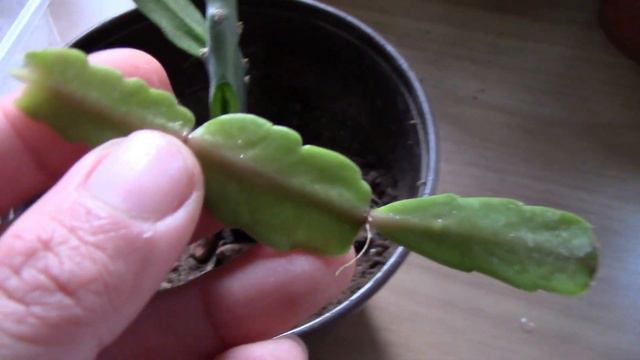 How to grow Christmas cactus from cuttings |Cactus but succulent| Propagation in water or soil смотреть онлайн
