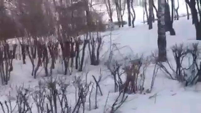 Басенджи Венди гуляет в парке . Basenji walks in the park смотреть онлайн