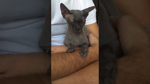 Лысый сфинкс и волосатый папа ? смотреть онлайн