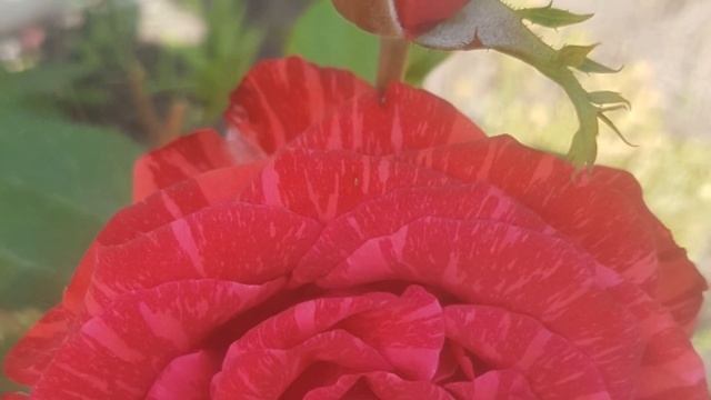 Как реализовать свои желания.Заговор. смотреть онлайн