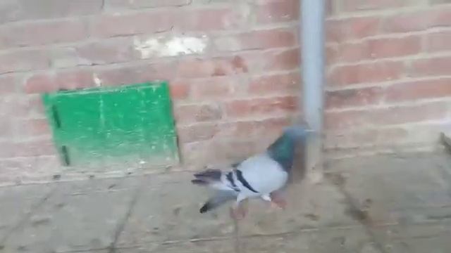 Обзор голубей № 5 [ т - 8 918 949 45 75] смотреть онлайн