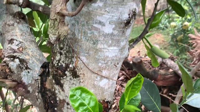 "Walking and Sketching: Drawing Nature's Beauty" смотреть онлайн