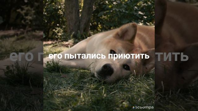 История Хатико смотреть онлайн