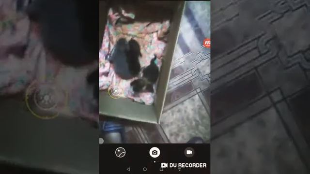 Мама кошка бросила маленьких котяток смотреть онлайн