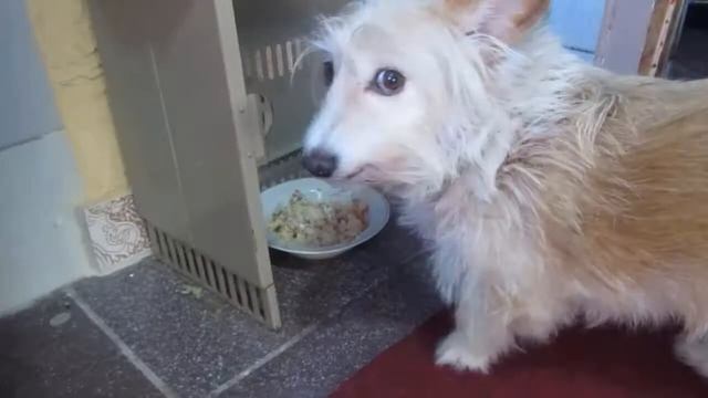 Сколько снега выпало в Харькове? Кошки не хотят гулять в мороз смотреть онлайн