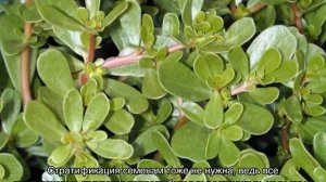 Портулак огородный — выращивание из семян