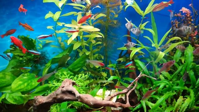 Рыбки из карантинника в 100 литровом аквариуме смотреть онлайн