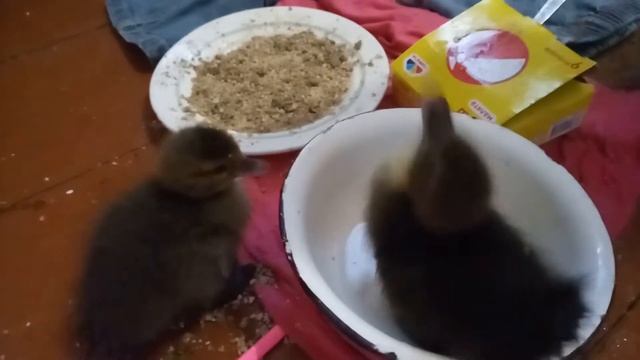 Девочка стала мамой для уток! Чудеса жизни в деревне! смотреть онлайн