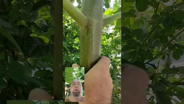 павлония за 1год 470см