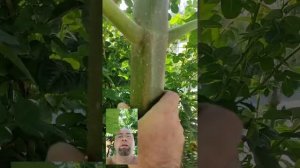 павлония за 1год 470см