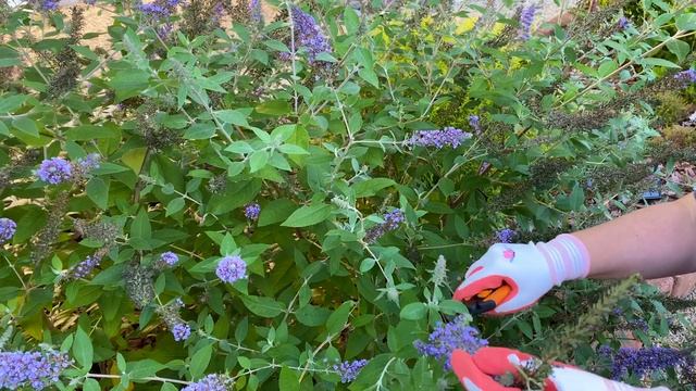 Deadheading a Butterfly Bush (Buddleia) смотреть онлайн