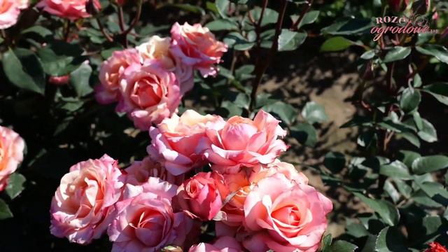 'Saloon' - róża wielkokwiatowa lepsza niż myślisz. смотреть онлайн