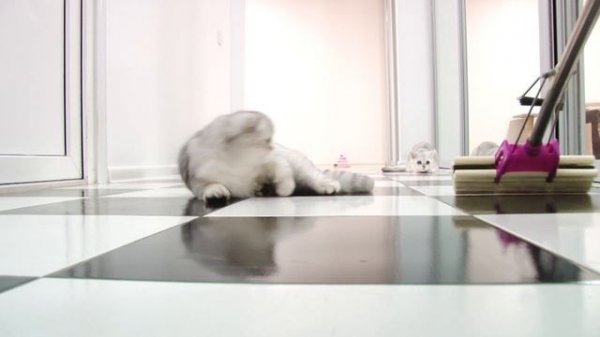 Kittens mop the floor | Fluffy cleaning assistants | Funny scottish fold and straight