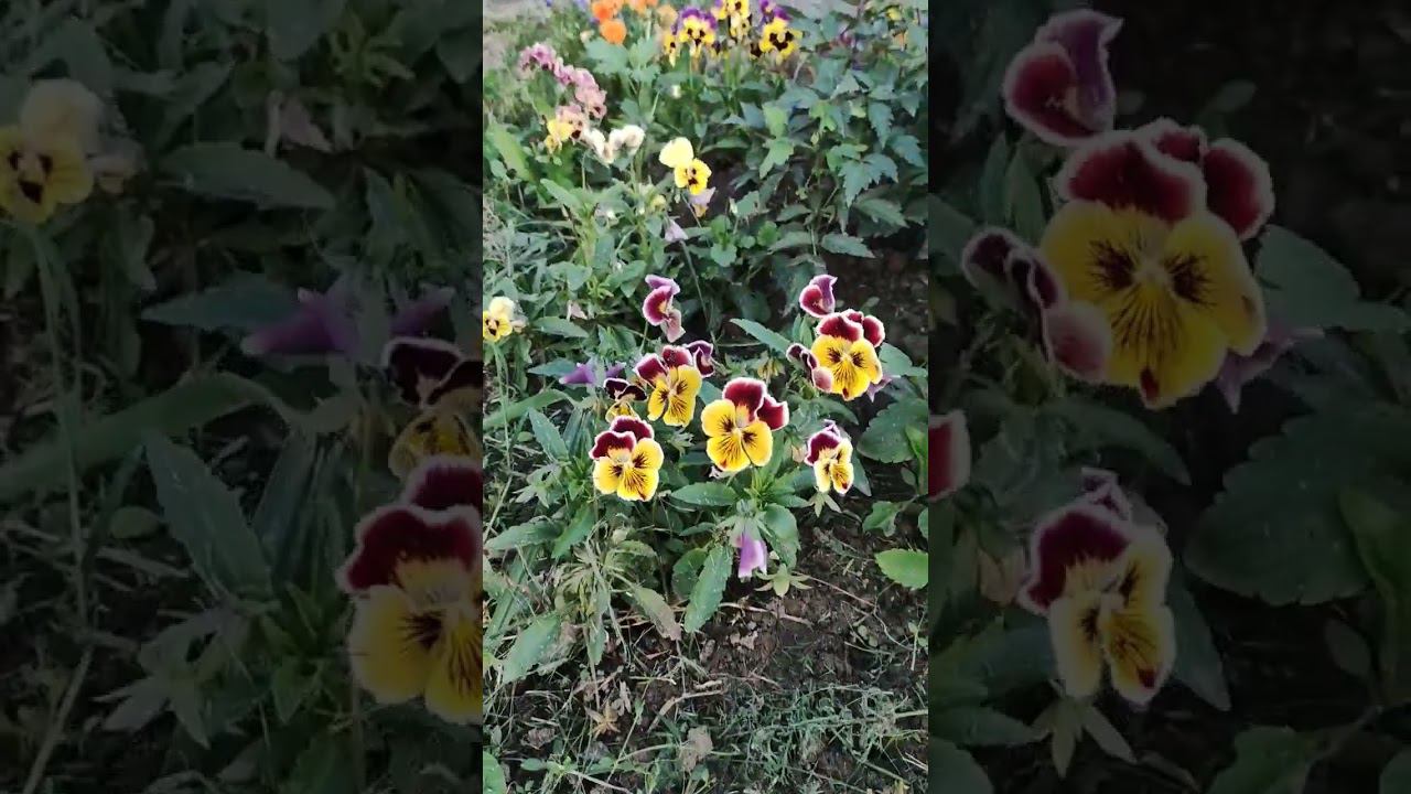 Виолы