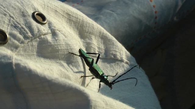 Жук Усач мускусный смотреть онлайн