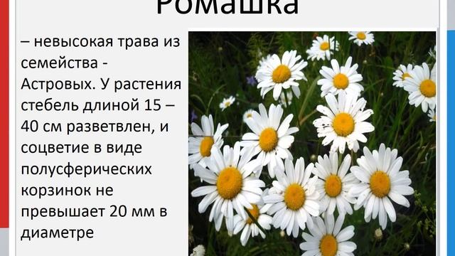 Сказка «Жёлтый, белый, лиловый». Нина Михайловна Павлова смотреть онлайн