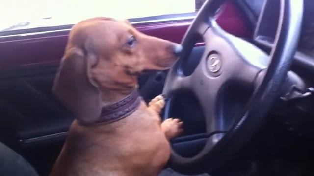 Разговор водителя с ДПС!!! смотреть онлайн