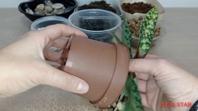 ASÍ RECUPERO UNA POBRE PAPHIOPEDILUM 🌱💦 смотреть онлайн