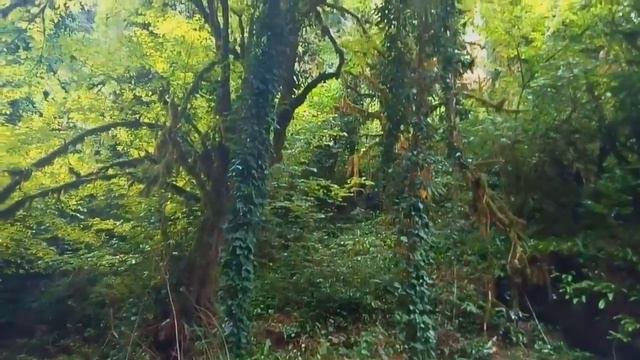 Прогулка по КАНЬОНАМ реки ПСАХО смотреть онлайн