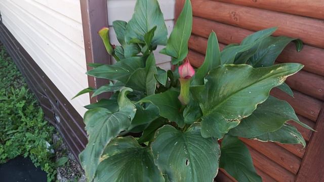 8 августа 2024г. Обзор🌺 планы смотреть онлайн