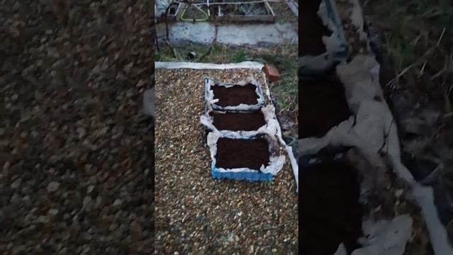 Размножение ежевики черенками. Самый простой способ. смотреть онлайн