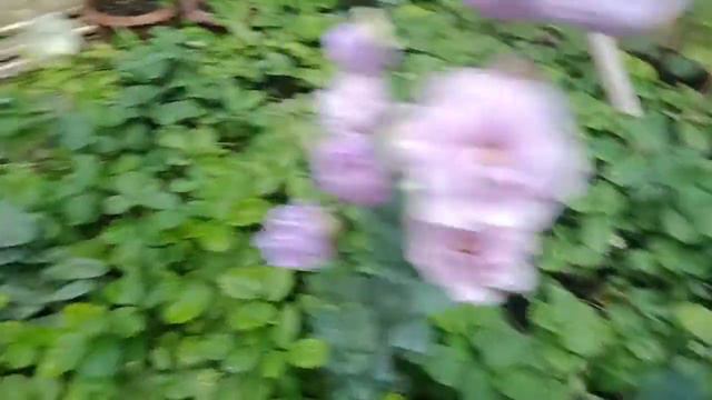 Eustoma cut flower gardening in Bangladesh by Agroback PTCL tissue culture plantlets. смотреть онлайн