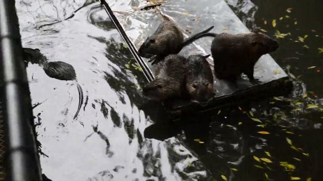 Нутрии и пеликаны "Сказки" смотреть онлайн