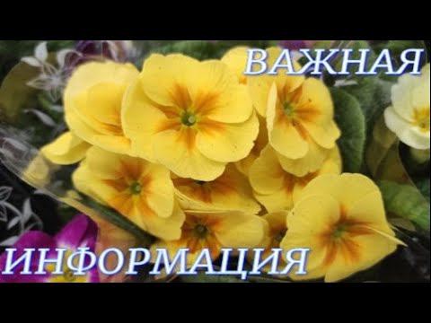 №420/ Срочная информация для моих подписчиков: Мой второй канал на Яндекс. Дзен