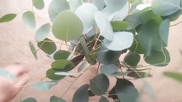 Silver Dollar Eucalyptus | Informal Green Bouquet | Floral Therapy смотреть онлайн