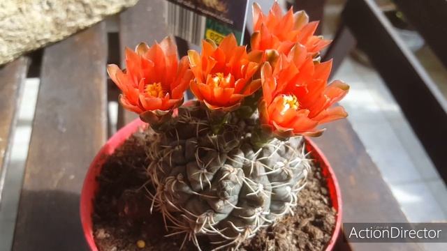 Цветущие Суккуленты-Кактусы и Просто Цветы? смотреть онлайн