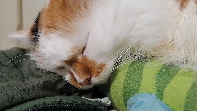 Кошка сопит во сне. смотреть онлайн