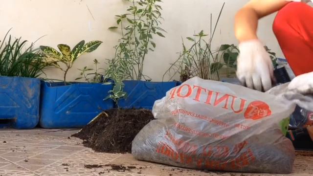 HOW TO CHANGE PLANT SOIL INTO A NEW MIX SOIL | PAANO PALITAN ANG LUMANG SOIL | REJUVENATING PLANTS смотреть онлайн