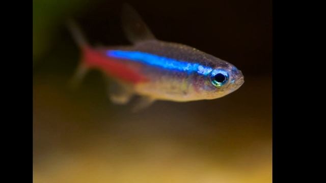 ГОЛУБОЙ НЕОН. УХОД , СОДЕРЖАНИЕ , КОРМЛЕНИЕ И РАЗМНОЖЕНИЕ смотреть онлайн