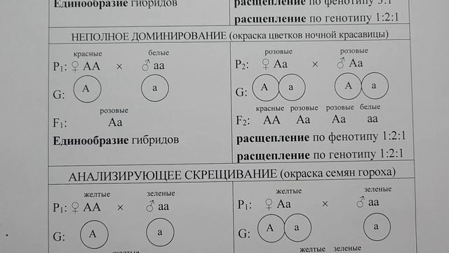 Генетика. Задачи. Часть 2. Типы моногибридных скрещиваний. смотреть онлайн