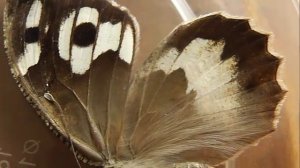 Chazara persephone (бархатница персефона)