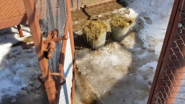 Хлопоты по хозяйству.Таскаем снег,чтобы не утонуть. смотреть онлайн